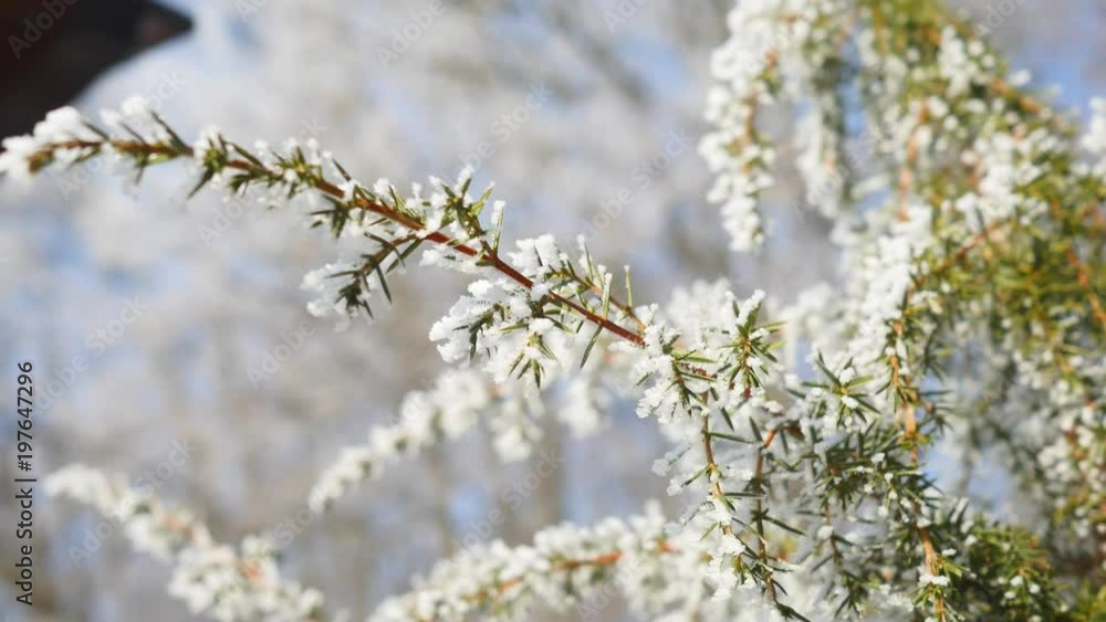 pine branches with ice and snow, winter nature background pine branches with ice and snow, winter nature background