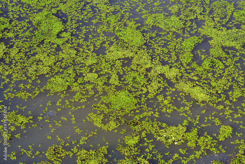 algae algae
