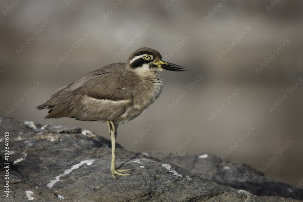 Great stone-curlew Great stone-curlew