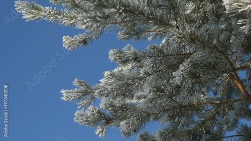 pine branches with ice and snow, winter nature background
