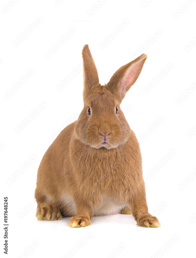 Obraz premium brown rabbit