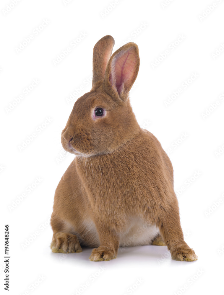Naklejka premium brown rabbit