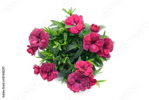 purple pink dianthus flower in flowerpot. potted on white isolated background