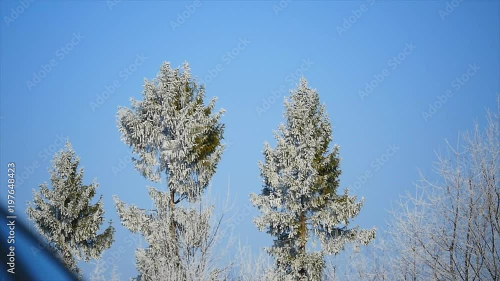 Frozen tree crown on blue sky background Frozen tree crown on blue sky background