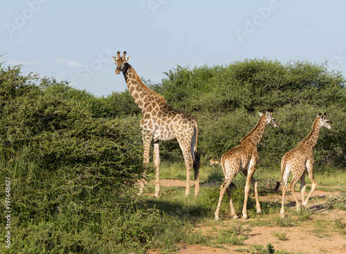 giraffes in the wild in south africa