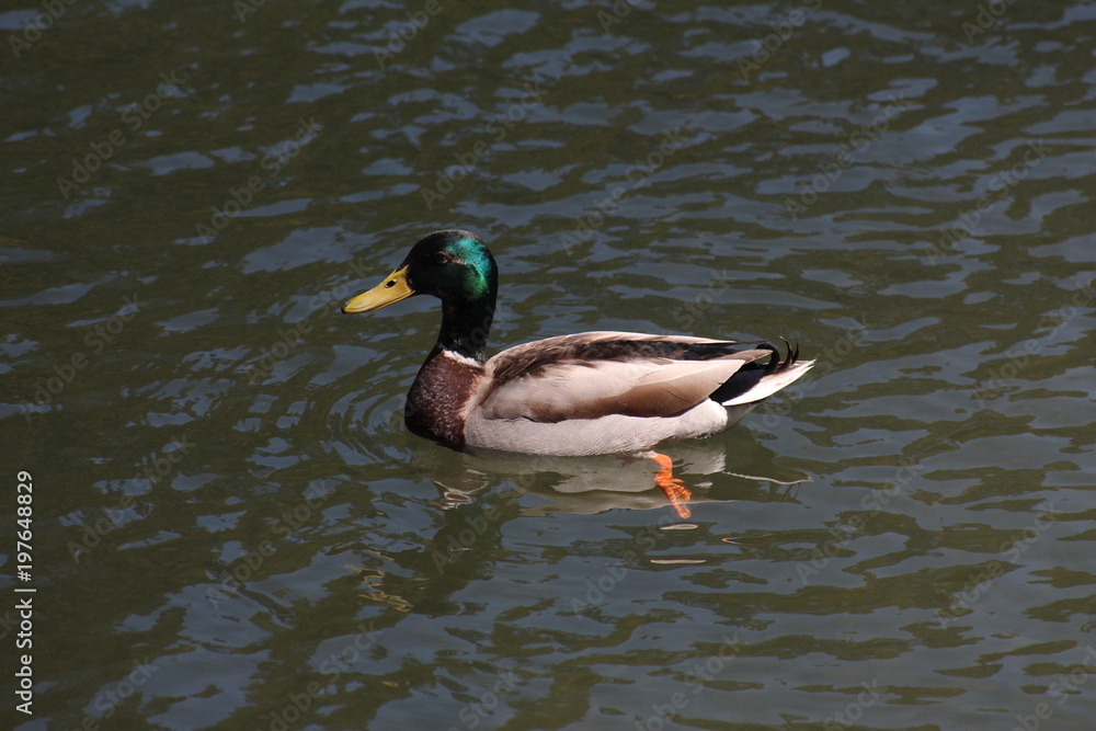 Duck Side View Duck Side View