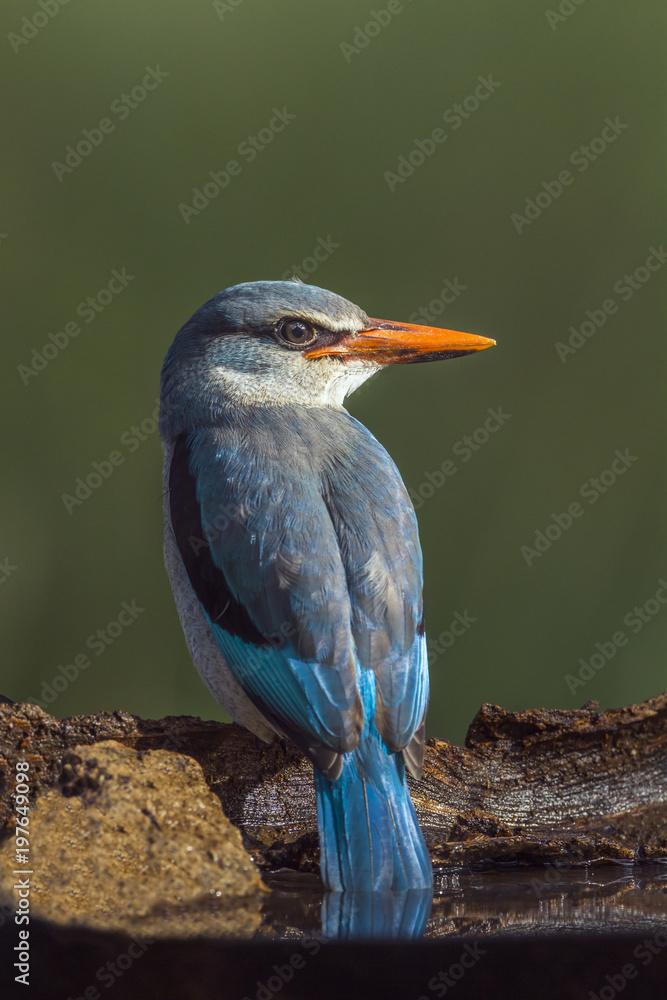 Fototapeta premium Woodland kingfisher in Mapungubwe National park, South Africa
