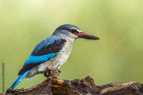 Woodland kingfisher in Mapungubwe National park, South Africa