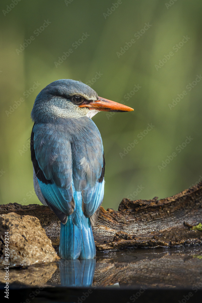 Fototapeta premium Woodland kingfisher in Mapungubwe National park, South Africa