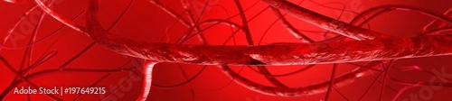 Fotografie blood system, vessels, veins and arteries
3D rendering