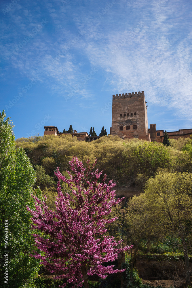 Beautiful view of the Alhambra Palace in Granada, Spain. At the bottom of the castle rose blooming tree. A bright Sunny day. The lower point shooting.