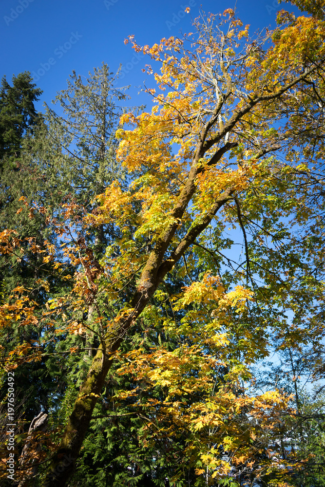 Bainbridge Island Japanese American Exclusion Memorial Bainbridge Island Japanese American Exclusion Memorial