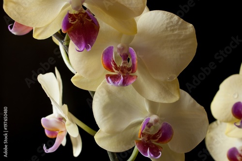Orchid flowers on a black background with water drops 