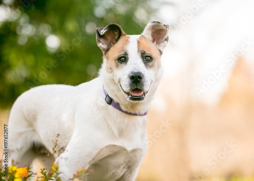 A friendly mixed breed dog outdoors