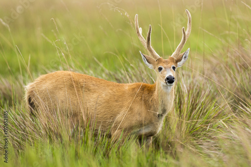 Male Marsh Deer  Blastocerus dichotomus 