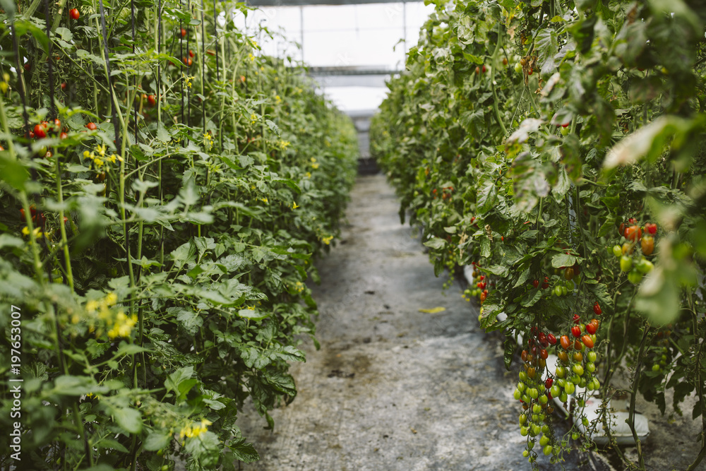 Industrial tomato plantation in greenhouse. Industrial tomato plantation in greenhouse.