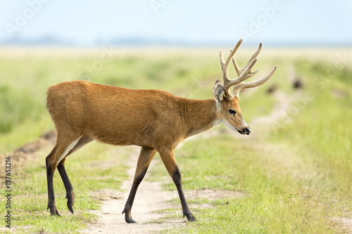 Male Marsh Deer (Blastocerus dichotomus)