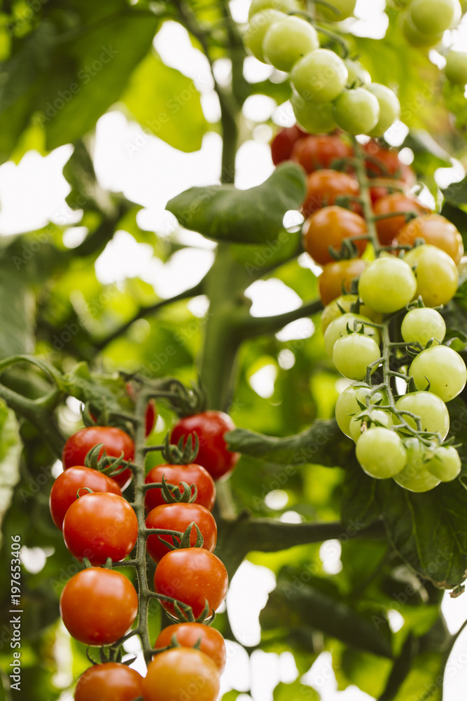 Industrial tomato plantation.