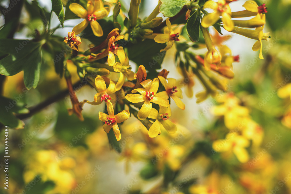 Spring background art with yellow blossom Spring background art with yellow blossom