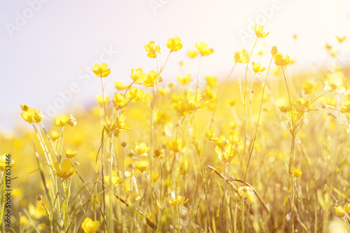 Obraz Kwitnący żółty kwiat w polu na słonecznym dniu w lato czasie