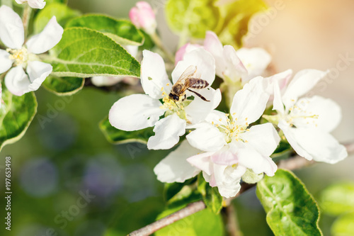 Bee collects nectar and flies. Apple tree blooming on the springtime