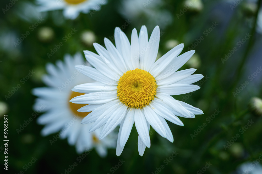 Tender daisies in the summertime Tender daisies in the summertime