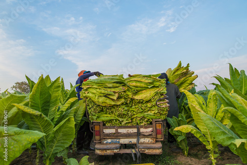 фотографія Farmers were growing tobacco in a converted tobacco growing in the country, thailand