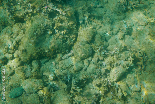 Green underwater background.