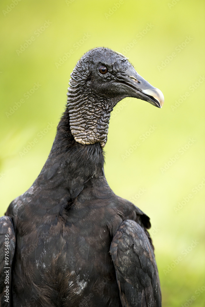 Fototapeta premium Black Vulture (Coragyps atratus)