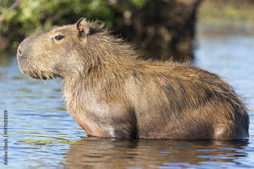 Capybara (Hydrochaeris hydrochaeris) Capybara (Hydrochaeris hydrochaeris)