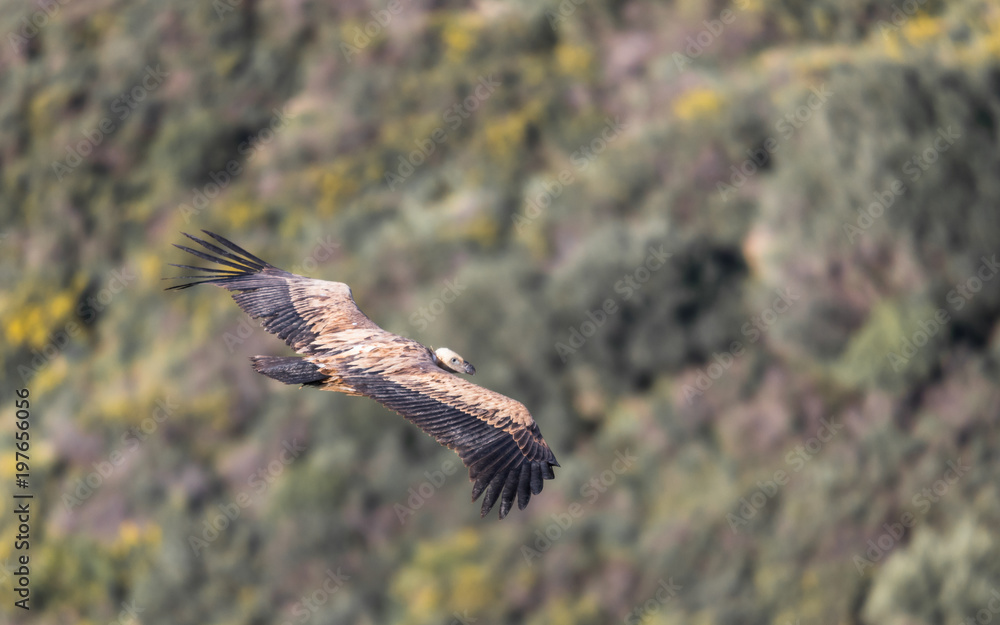 Fototapeta premium Griffon Vulture in the Sierra Crestillina Mountains, Spain.