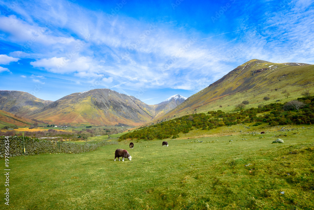 Landscape with a flock of Herdwick sheep grazing near Wast Water