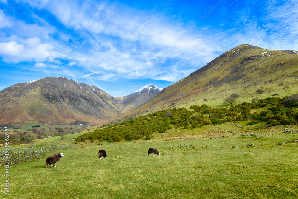 Landscape with a flock of Herdwick sheep grazing near Wast Water Landscape with a flock of Herdwick sheep grazing near Wast Water