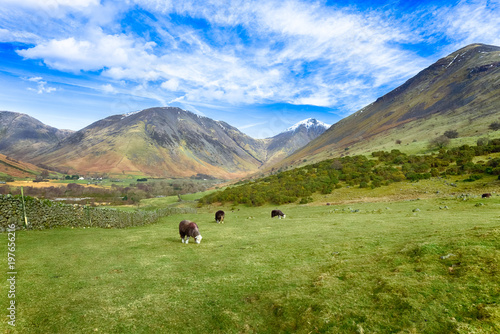 Landscape with a flock of Herdwick sheep grazing near Wast Water