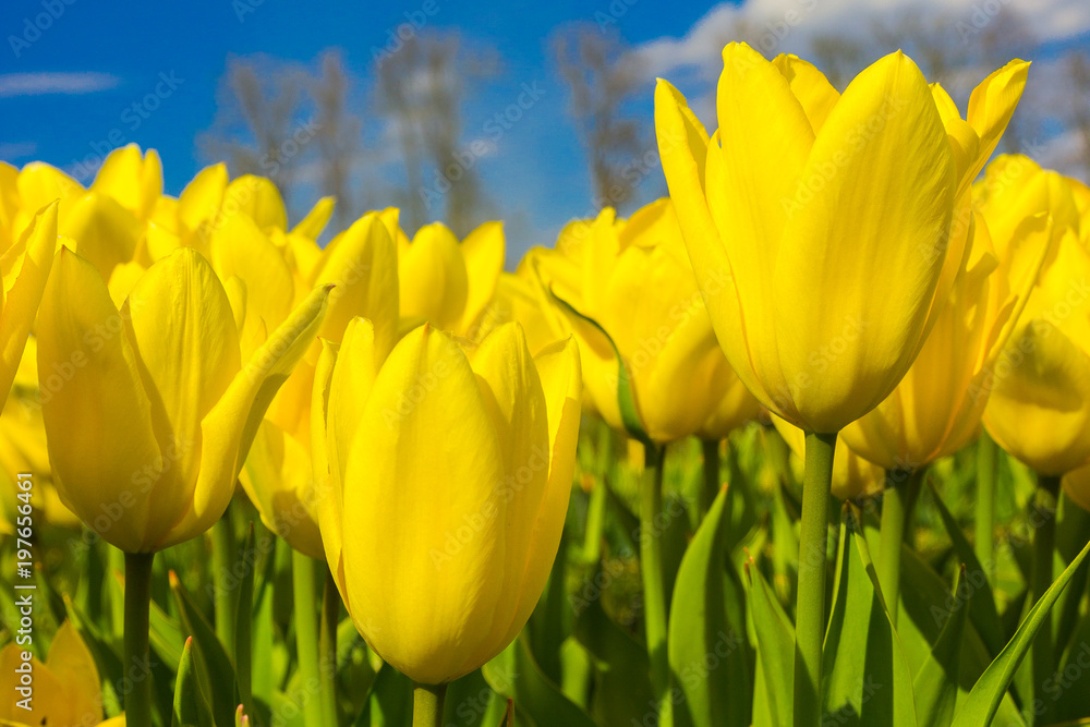 Group of red tulips in the park against clear blue sky. Group of red tulips in the park against clear blue sky.