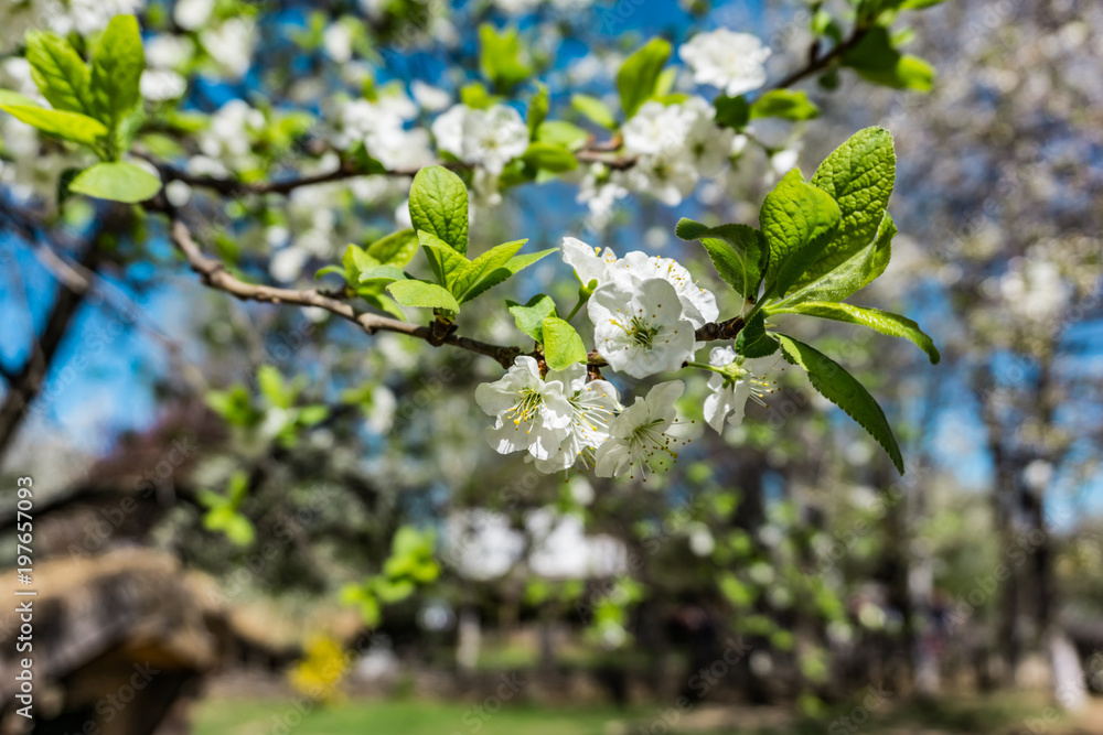 Early spring, blooming fruit tree, gentle colors in spring, bokeh background, shallow depth of focus. Early spring, blooming fruit tree, gentle colors in spring, bokeh background, shallow depth of focus.