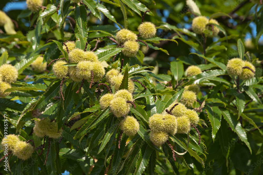 Esskastanien am Baum Esskastanien am Baum