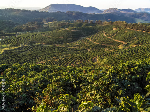 Fotografie Plantação de cefé em Minas Gerais - Coffe field in Minas Gerais State, Brazil