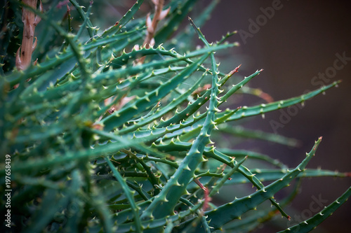 Spiny plant leaves