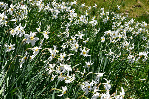Fototapeta Naklejka Na Ścianę i Meble -  Massif de narcisses