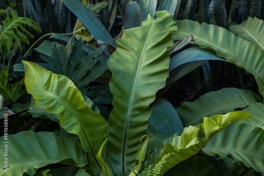 ベロベロな緑の葉っぱ タイ 南国植物 Stock Photo Adobe Stock