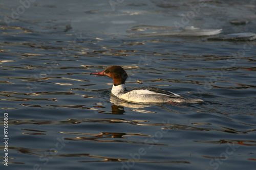 Merganser, raccoon merganser - a species of large water bird in the Anatidae family