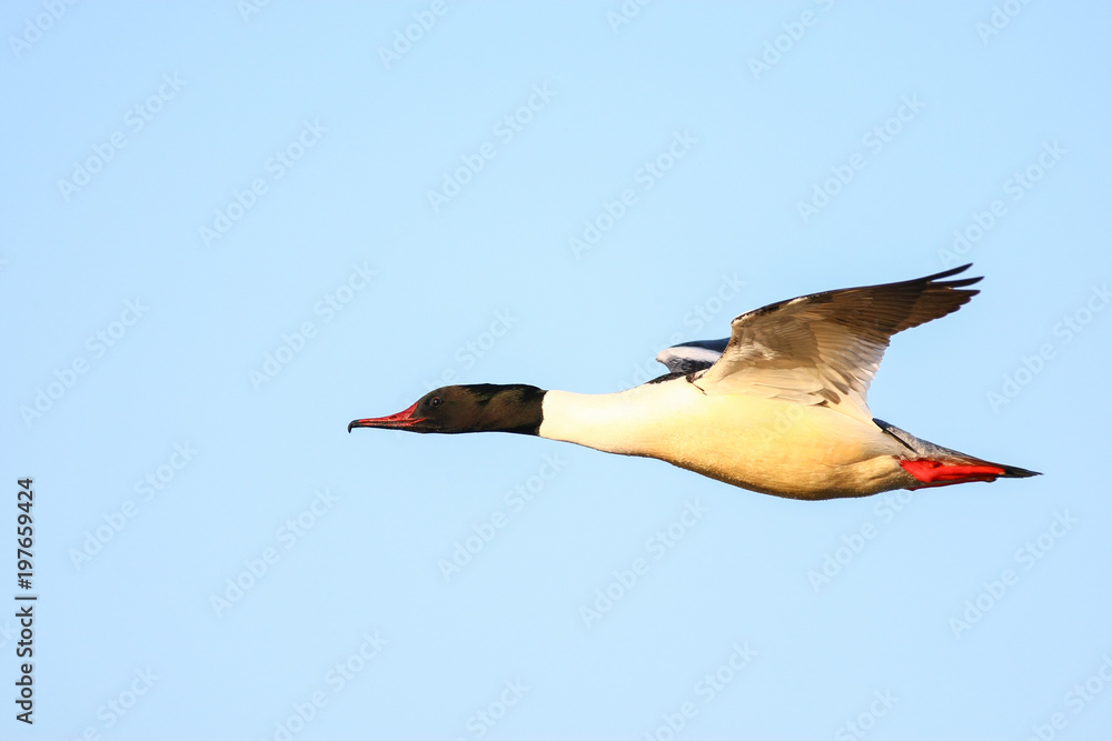 Obraz premium Merganser, raccoon merganser - a species of large water bird in the Anatidae family