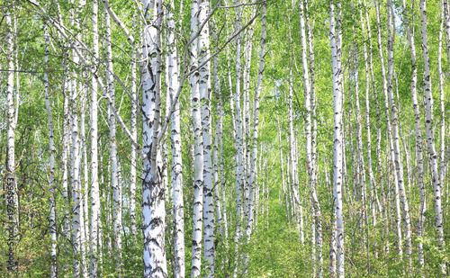Beautiful young birch trees with green leaves in summer in sunny weather