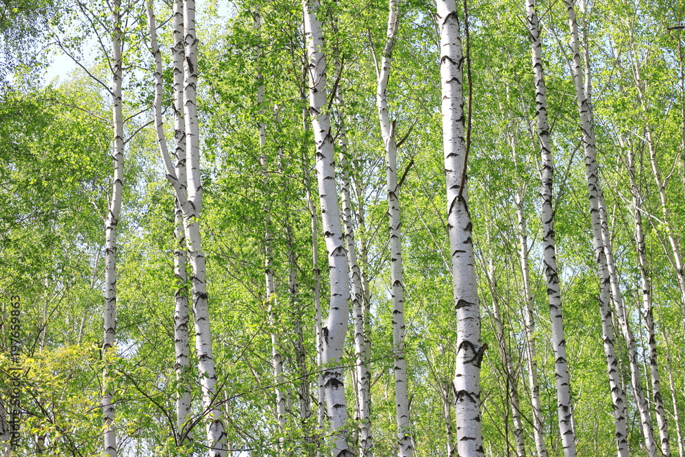 Fototapeta premium Beautiful young birch trees with green leaves in summer in sunny weather