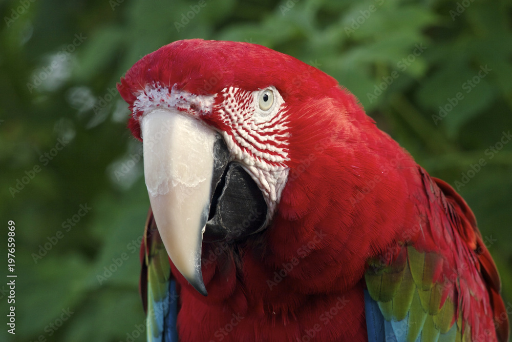 Red-and-green macaw portrait