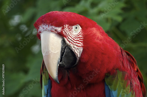 Red-and-green macaw portrait © Veda Papineau