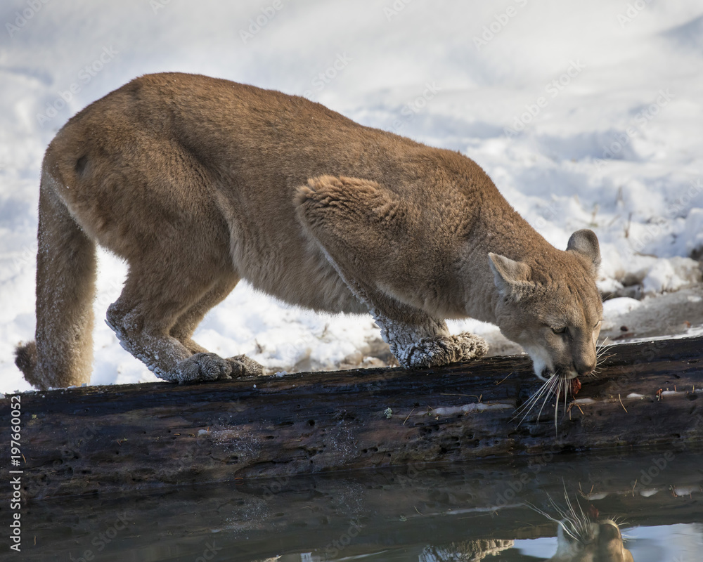 Naklejka premium Mountain Lion at Triple D Game Farm