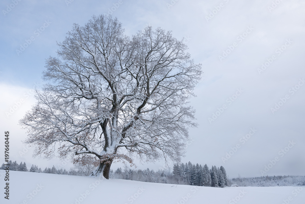 verschneiter Baum nach Schneesturm im Oberallgäu