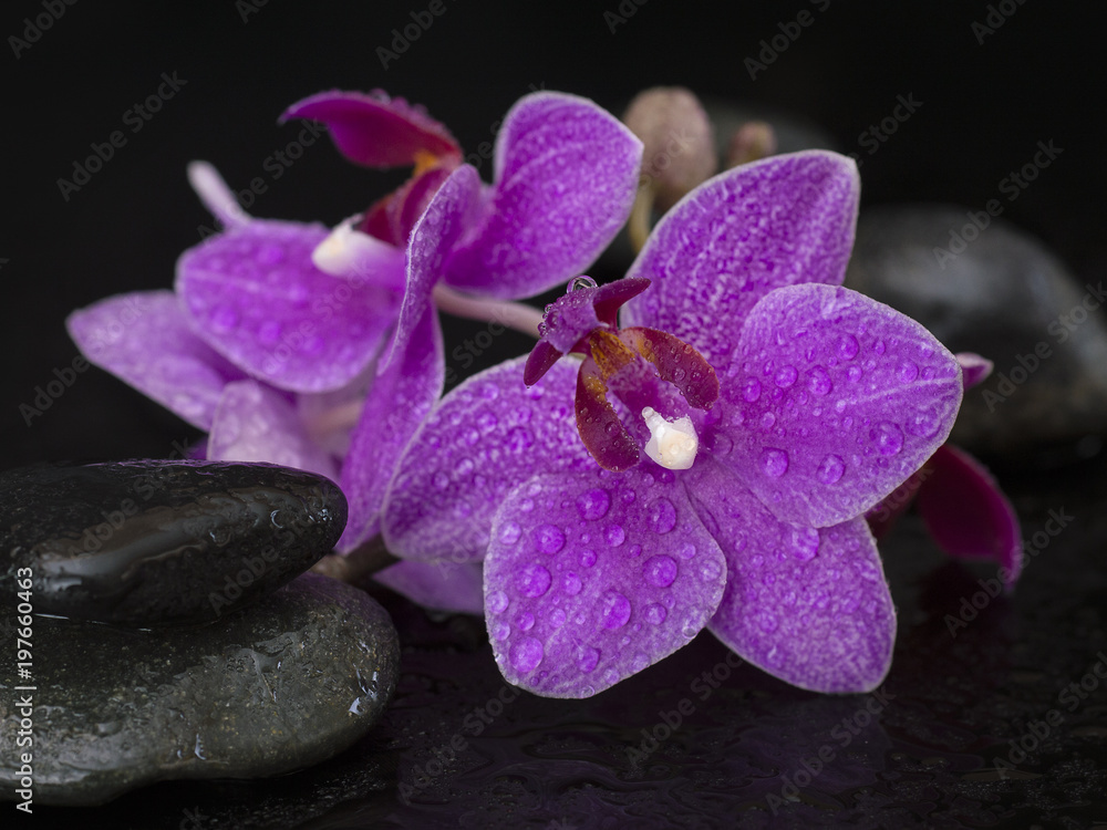 Naklejka premium orchid flowers on a black background. 